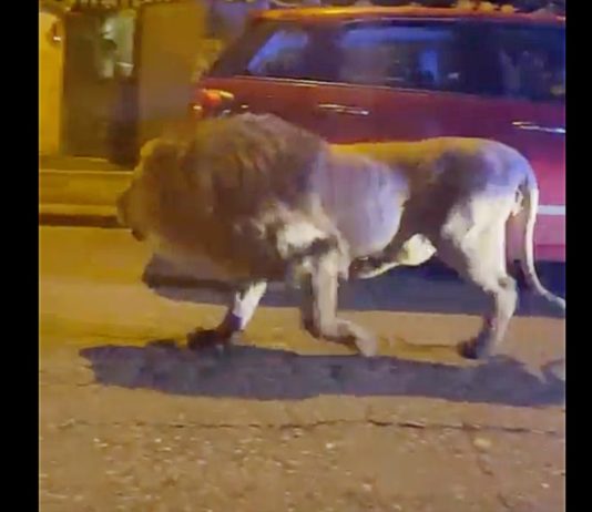 Schrecken in Italien: Löwe entkommt aus Zirkus und läuft mehrere Stunden lang frei in der Stadt herum Loewe_Strasse_Italien_ScreenX