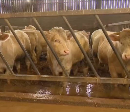 Überschwemmungen im Pas-de-Calais: 350 Rinder auf einem Bauernhof eingeschlossen Rinder_Stall_ueberflutet_ScreenF2