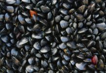 Muscheln aus Arcachon dürfen wegen Kontamination mit E.coli-Bakterien nicht verkauft werden Muscheln