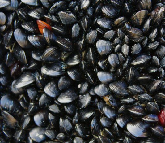 Muscheln aus Arcachon dürfen wegen Kontamination mit E.coli-Bakterien nicht verkauft werden Muscheln
