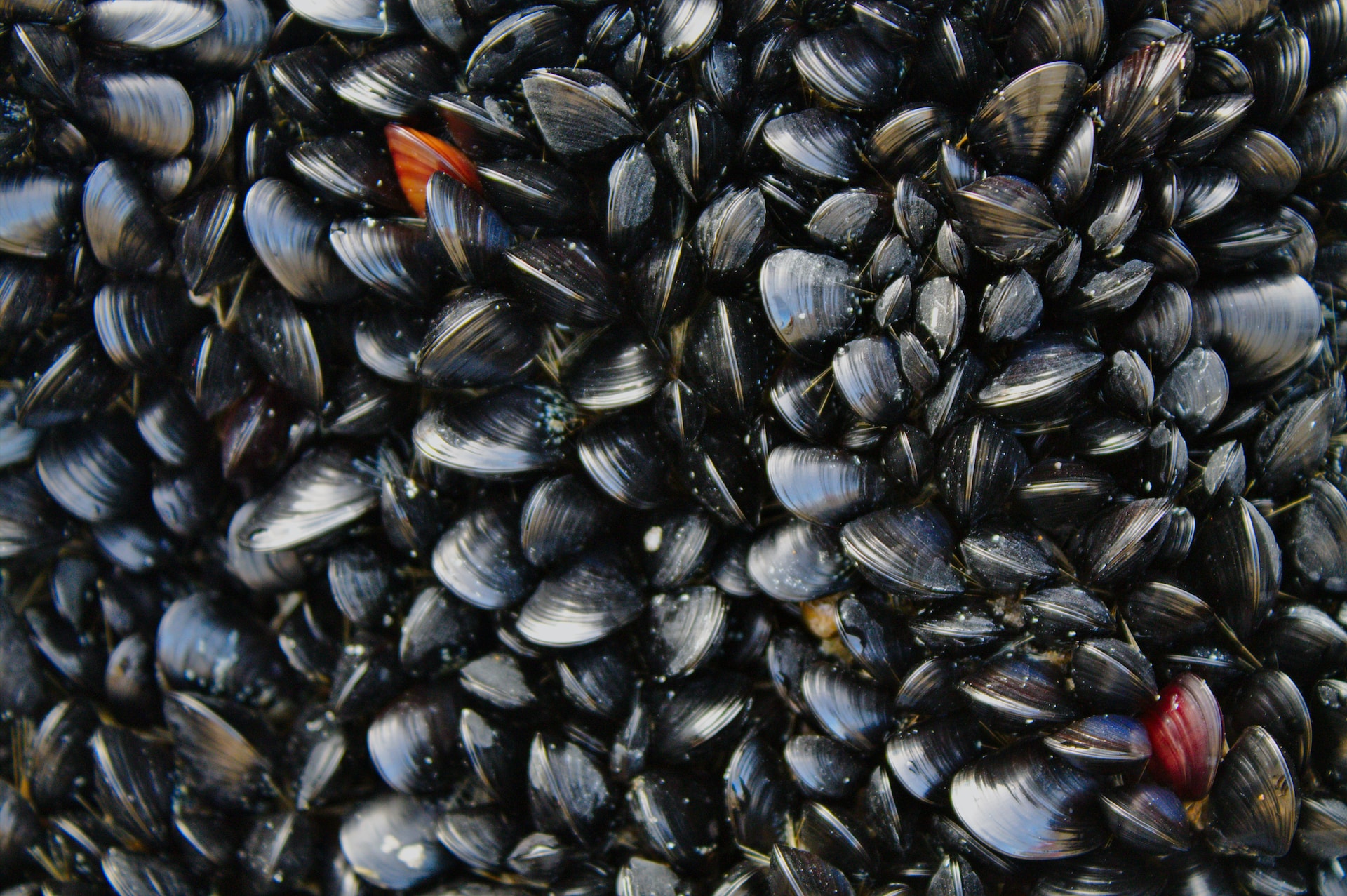 Muscheln aus Arcachon dürfen wegen Kontamination mit E.coli-Bakterien nicht verkauft werden