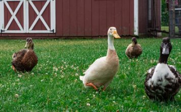 Alarmstufe rot – Die Vogelgrippe kehrt zurück in die Dordogne Gänse_Vogelgrippe