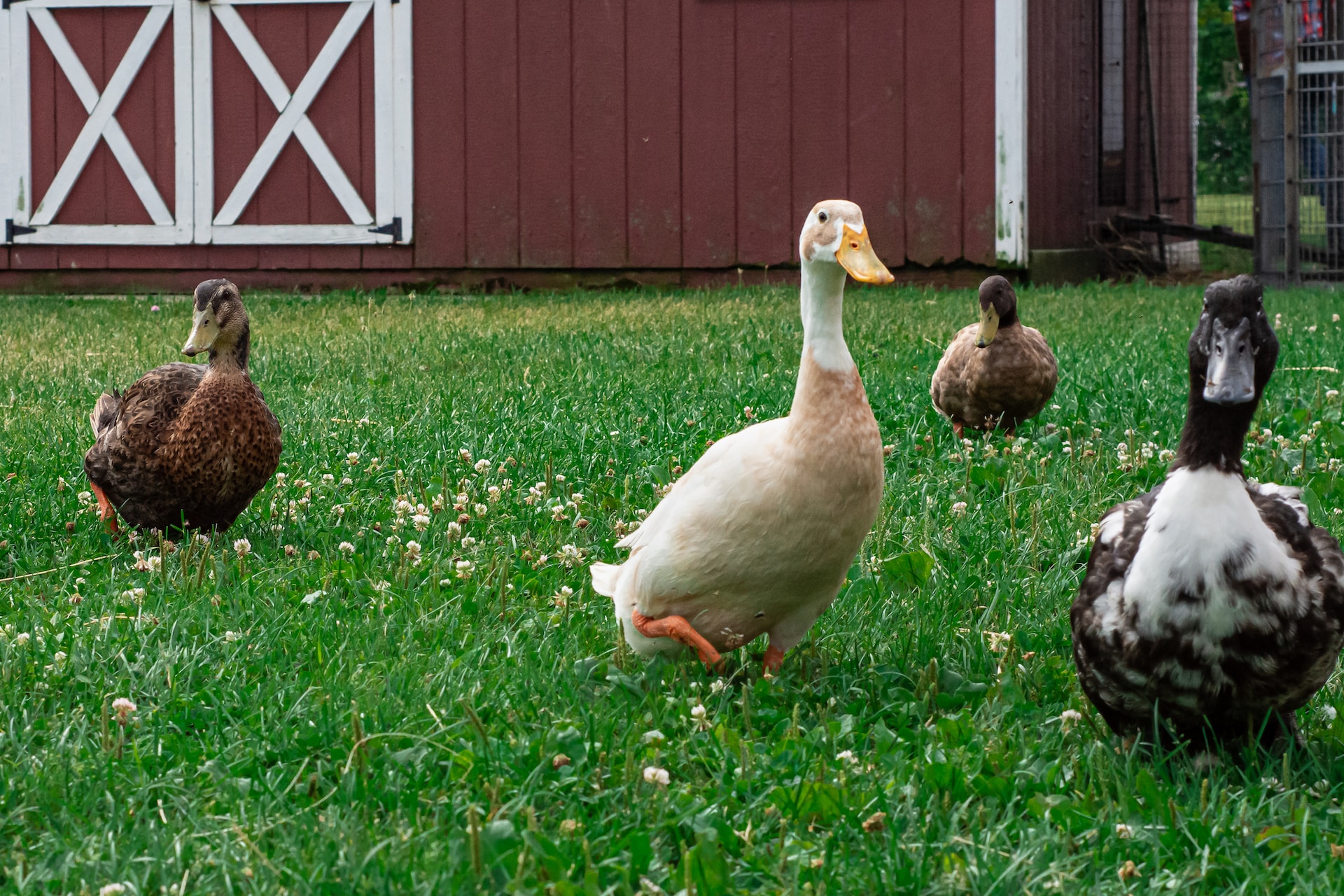Vogelgrippe: Die gefürchtete Tierseuche taucht in Frankreich wieder auf