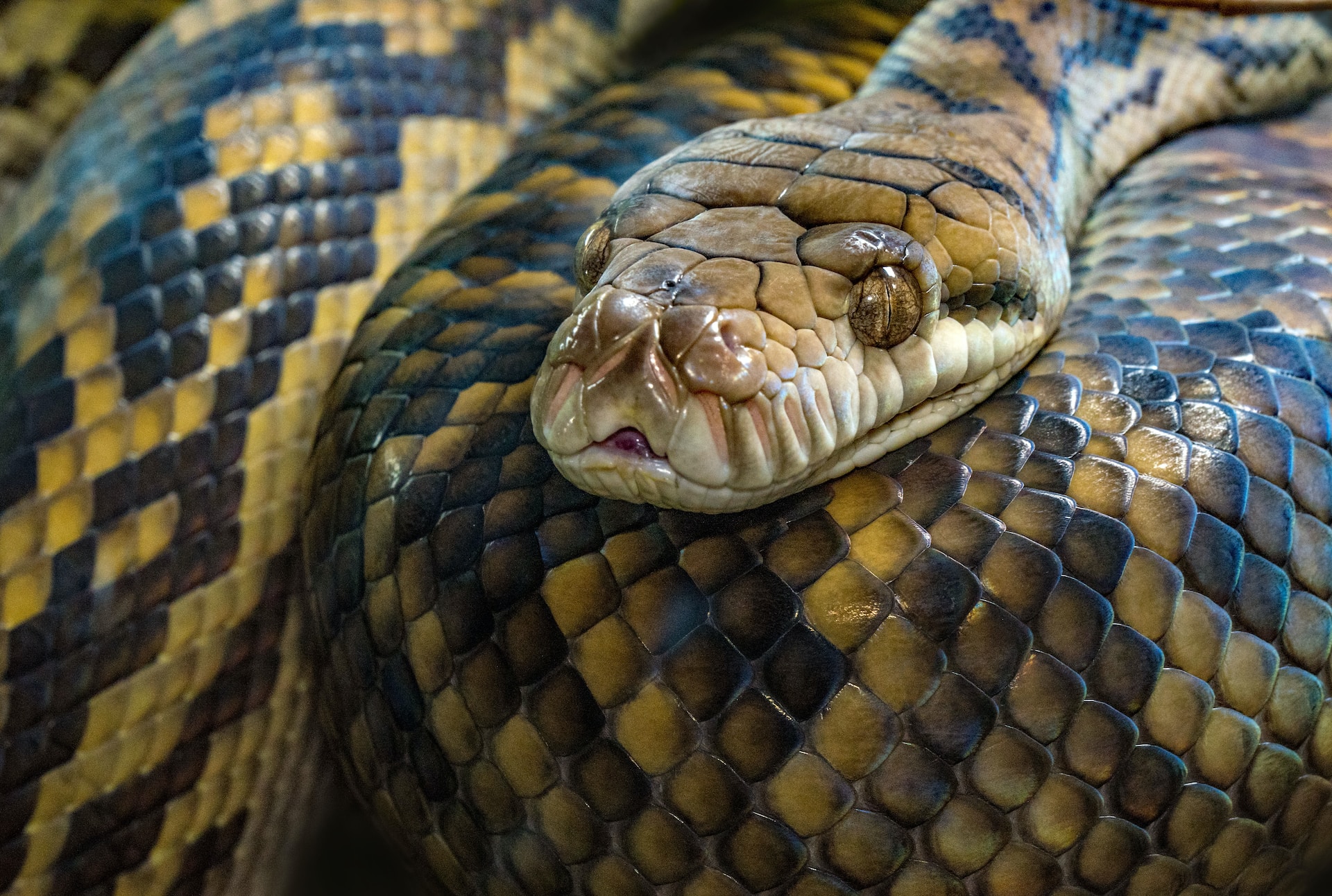 Toulouse: Eine über einen Meter lange Python muß von der Feuerwehr auf der Straße eingefangen werden