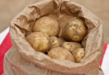 Frankreich: Kartoffelpreise werden wegen schlechter Ernte und hoher Nachfrage im Winter weiter steigen Kartoffel