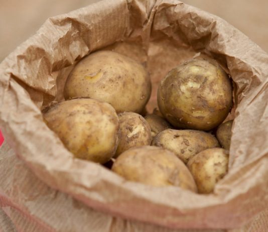 Frankreich: Kartoffelpreise werden wegen schlechter Ernte und hoher Nachfrage im Winter weiter steigen Kartoffel