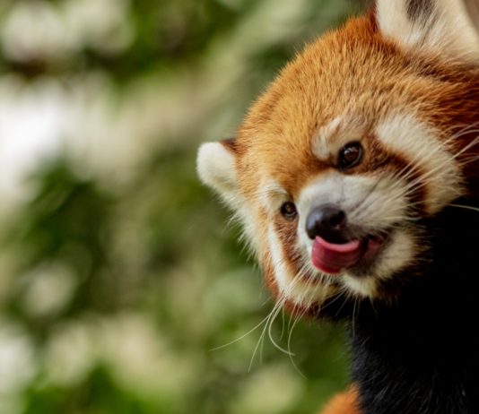 Nach dem Sturm Ciaran vermisster roter Panda wohlbehalten in der Bretagne gefunden Roter_Panda
