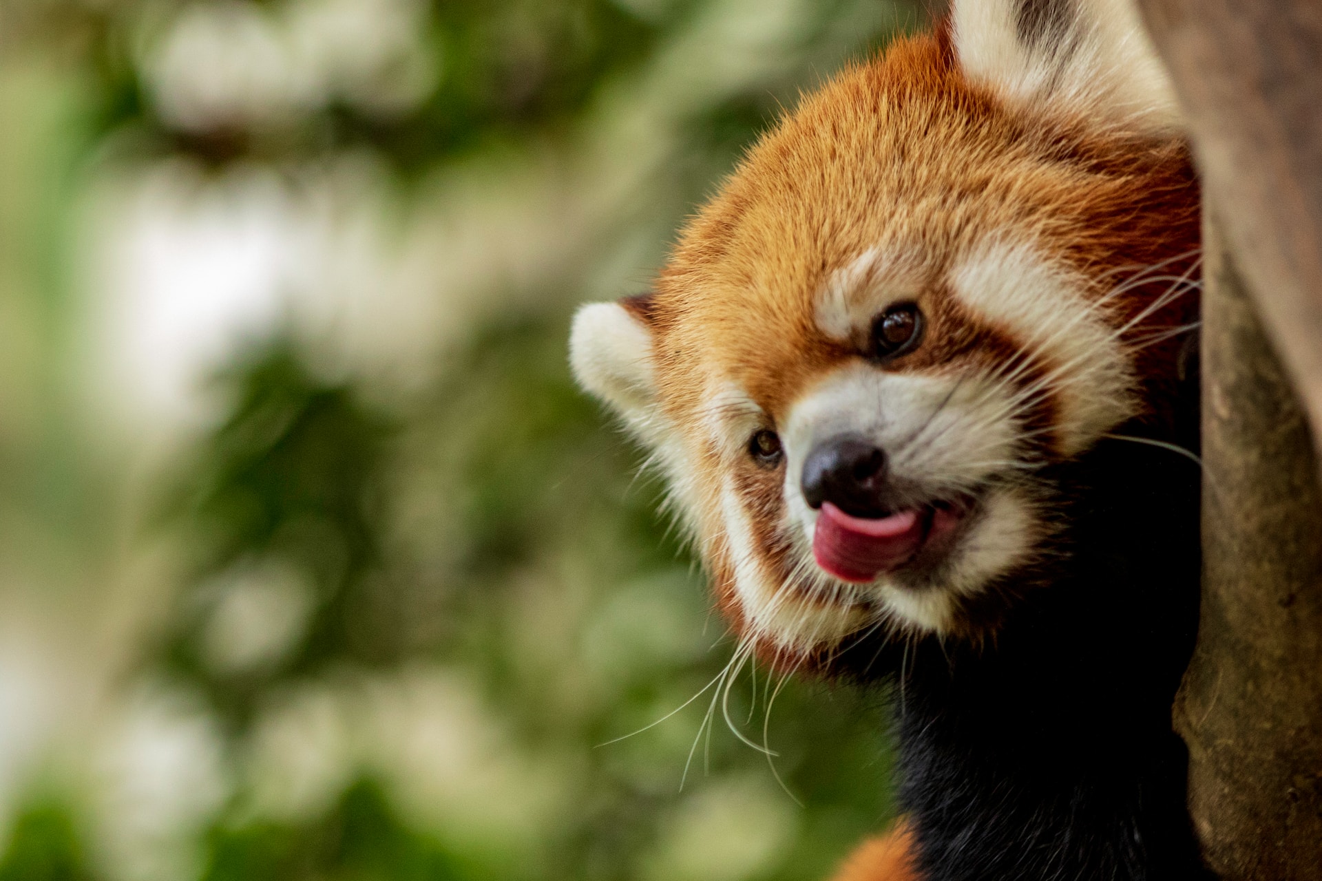 Nach dem Sturm Ciaran vermisster roter Panda wohlbehalten in der Bretagne gefunden