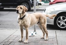 Frankreich: Im Kampf gegen Hundekot auf den Straßen will ein Bürgermeister DNA-Datei für Hunde anlegen Hund_Illustration