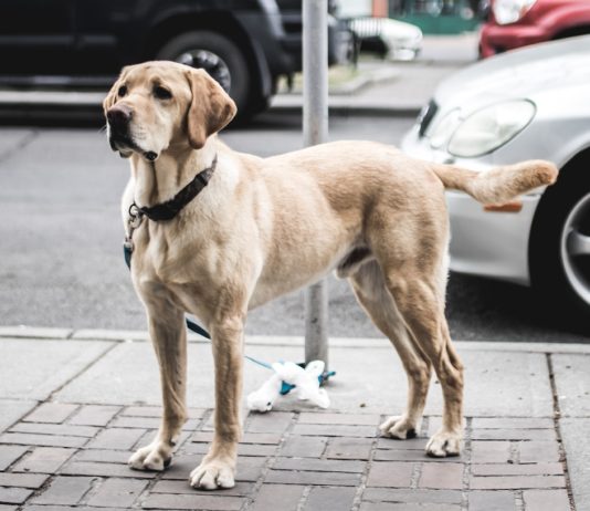 Frankreich: Im Kampf gegen Hundekot auf den Straßen will ein Bürgermeister DNA-Datei für Hunde anlegen Hund_Illustration