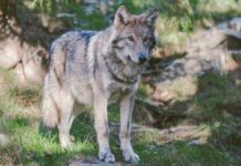 Drôme: Siebter Wolf abgeschossen – zwischen Schutzinstinkt und Artenschutz Wolf
