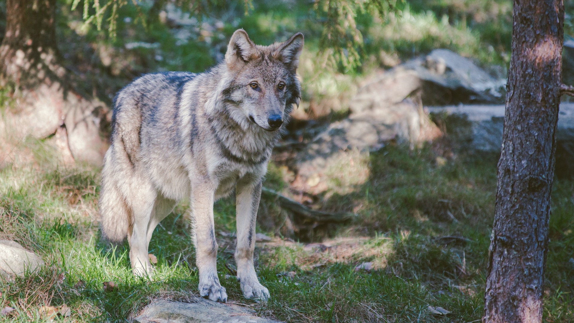 Der Konflikt um den Wolf: Zweiter Abschuss in der Drôme seit Jahresbeginn