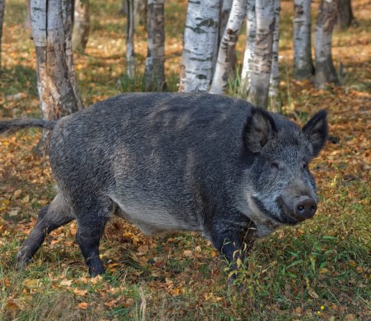 Indre-et-Loire: Wildschwein greift Rentnerin in ihrem Garten an und verletzt sie schwer Wildschwein