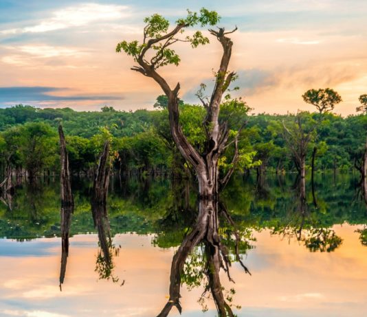 Hier 23 gute Nachrichten aus dem Jahr 2023 – die gab es nämlich auch… Amazonas