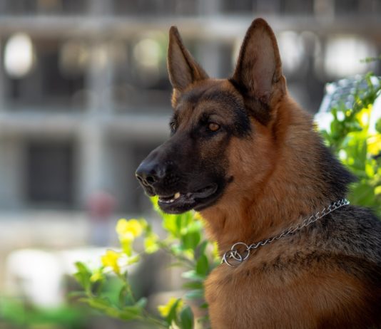 Olympische Spiele 2024: Ausbildung von Sprengstoffspürhunden zur Verstärkung der Sicherheit Schaeferhund