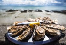 Wieder auf Kurs: Die Austern aus dem Becken von Arcachon erleben ein Comeback Austern