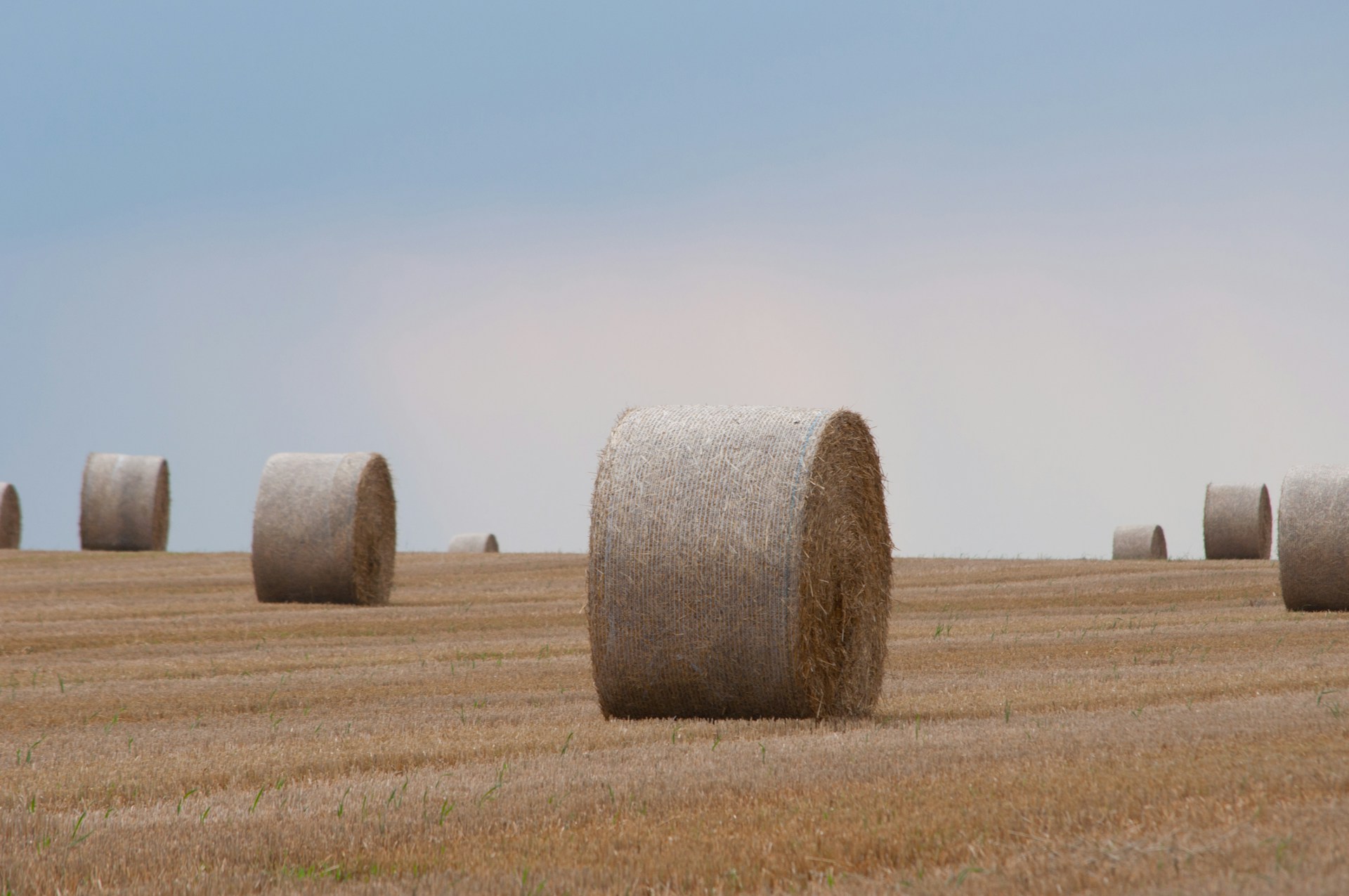 Editorial - Landwirte in der EU: Gefangen zwischen Nachhaltigkeit und Wirtschaftsdruck
