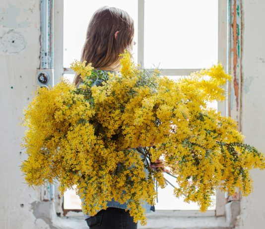 Departement Var: Das Mimosenfest bringt den Winter zum Leuchten Mimosa