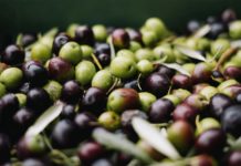 Spanien: Angesichts der hohen Preise für Olivenöl kommt es in Andalusien zu immer mehr Diebstählen Oliven