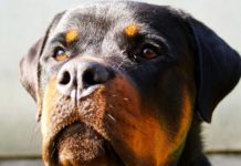 Maine-et-Loire: 41-Jähriger von eigenem Rottweiler getötet – Freund schwer verletzt Rottweiler