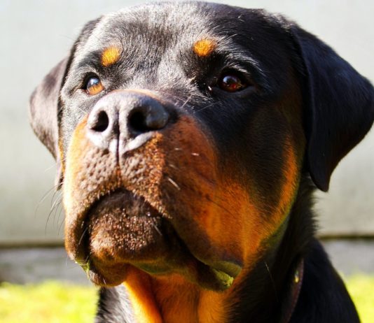 Maine-et-Loire: 41-Jähriger von eigenem Rottweiler getötet – Freund schwer verletzt Rottweiler
