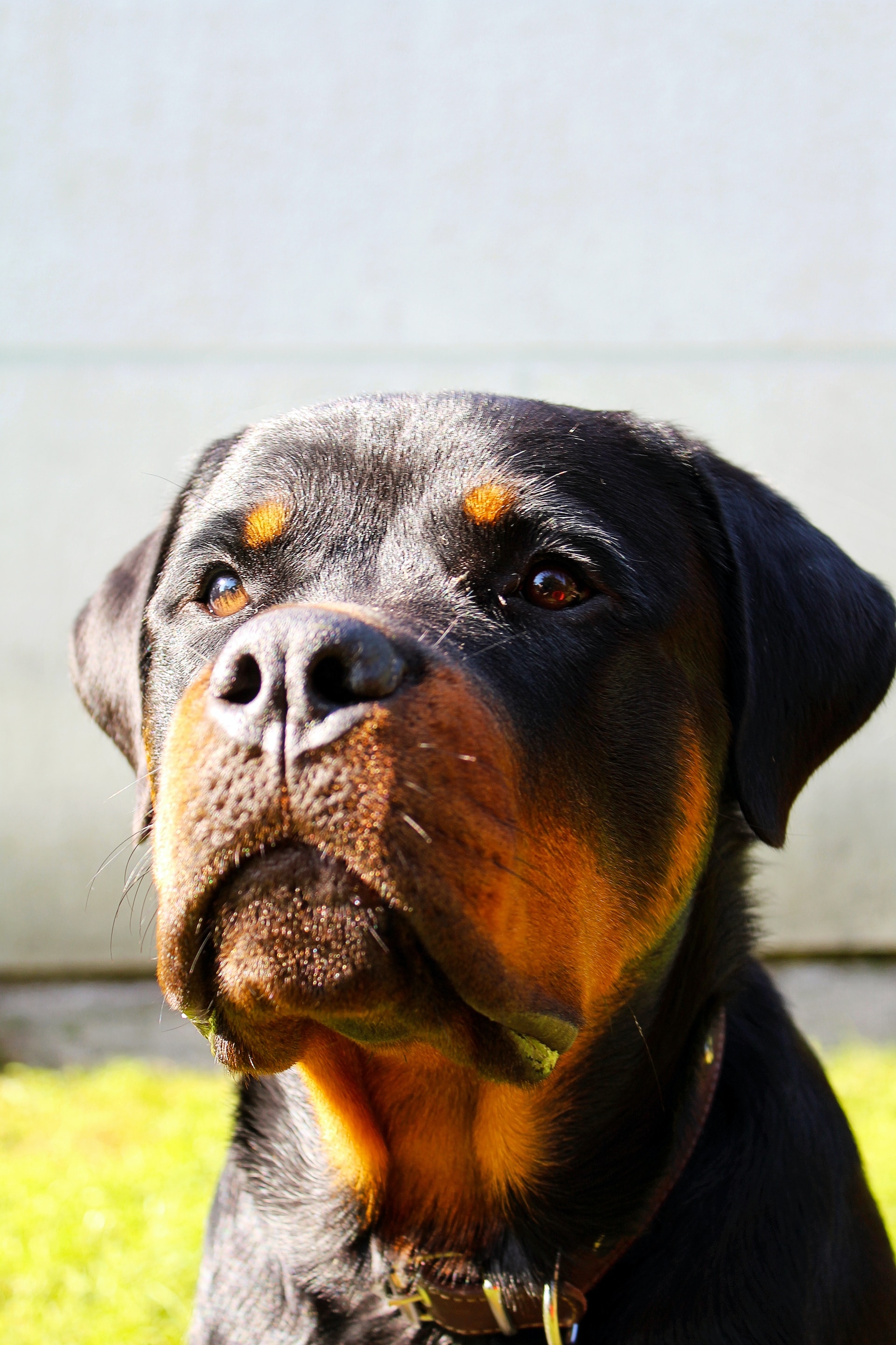 Maine-et-Loire: 41-Jähriger von eigenem Rottweiler getötet - Freund schwer verletzt
