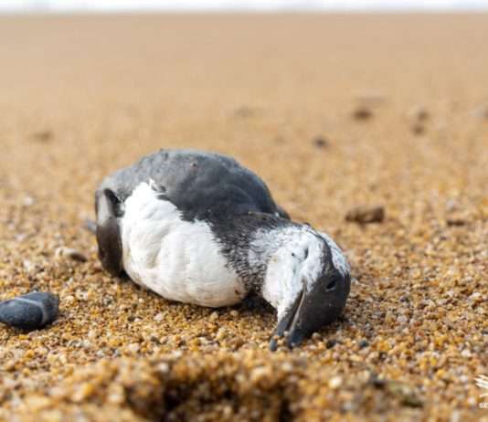 Mysteriöses Seevogelsterben an der französischen Atlantikküste Tote_Lumme