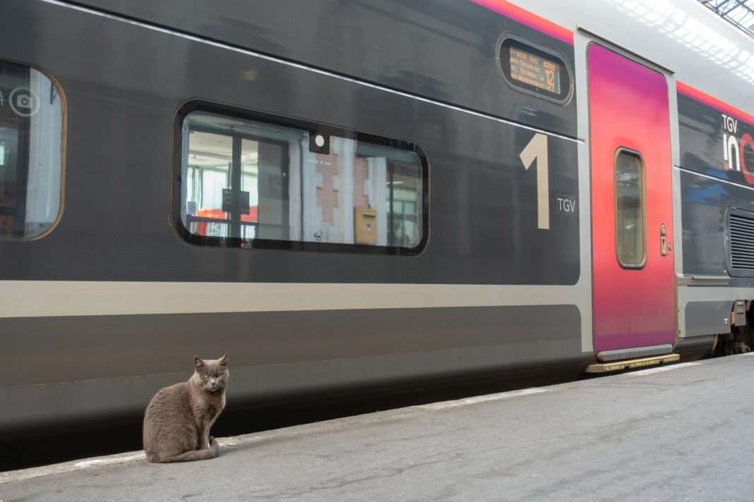 Zugreisen_Haustiere