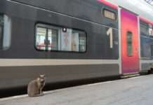 SNCF: Diese Regeln gelten für mitgeführte Haustiere im Zug Zugreisen_Haustiere
