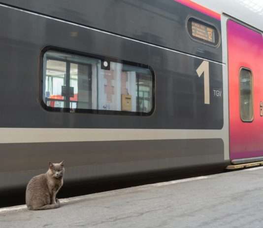 SNCF: Diese Regeln gelten für mitgeführte Haustiere im Zug Zugreisen_Haustiere