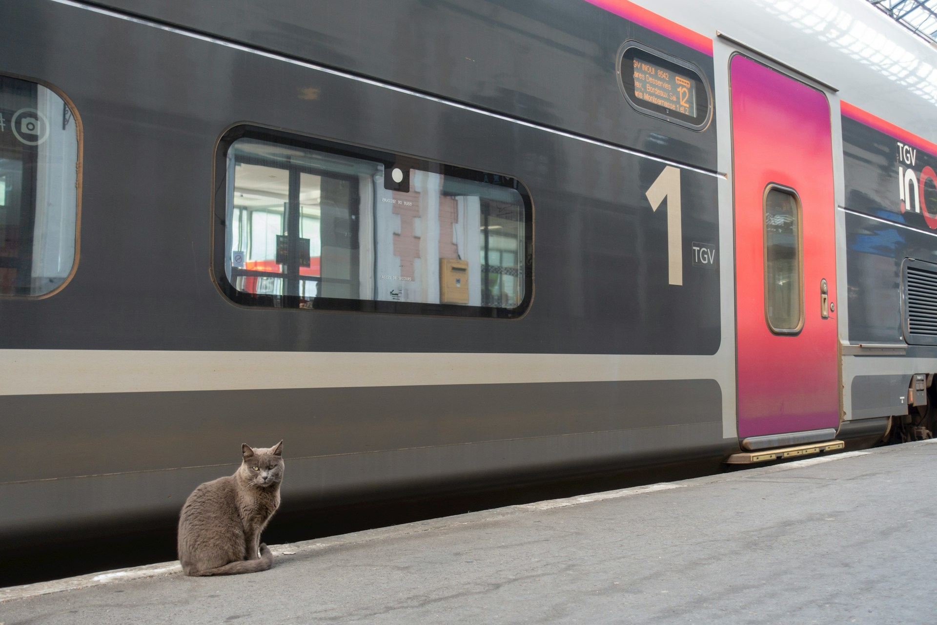 SNCF: Diese Regeln gelten für mitgeführte Haustiere im Zug