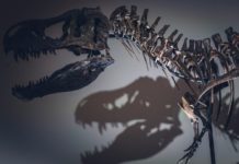 Departement Hérault: Archäologie-Fan entdeckt Dinosaurierskelett im Wald Dinosaurierskelett