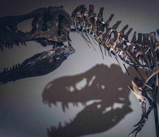 Departement Hérault: Archäologie-Fan entdeckt Dinosaurierskelett im Wald Dinosaurierskelett