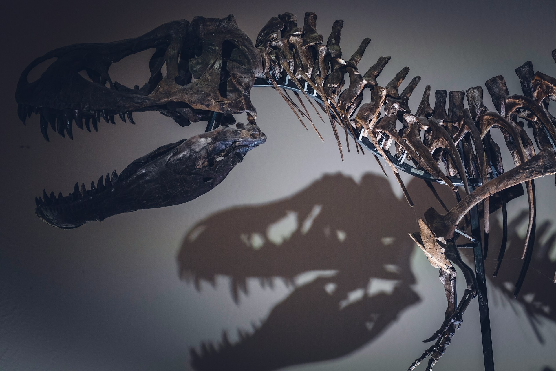 Departement Hérault: Archäologie-Fan entdeckt Dinosaurierskelett im Wald
