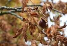 Umwelt: Warum sind die Kastanienbäume in den Wäldern der Île-de-France vom Aussterben bedroht? Kastanie