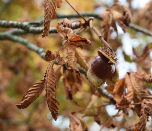 Umwelt: Warum sind die Kastanienbäume in den Wäldern der Île-de-France vom Aussterben bedroht? Kastanie