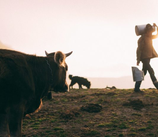 Bauernproteste: Milchbauern demonstrieren zwischen der Nationalversammlung und dem Eiffelturm Milchbauer