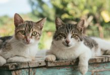 In Würde schnurren – Eine kleine Ehrenrettung der Katze Katzen