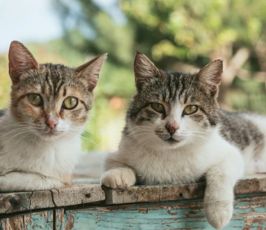 In Würde schnurren – Eine kleine Ehrenrettung der Katze Katzen