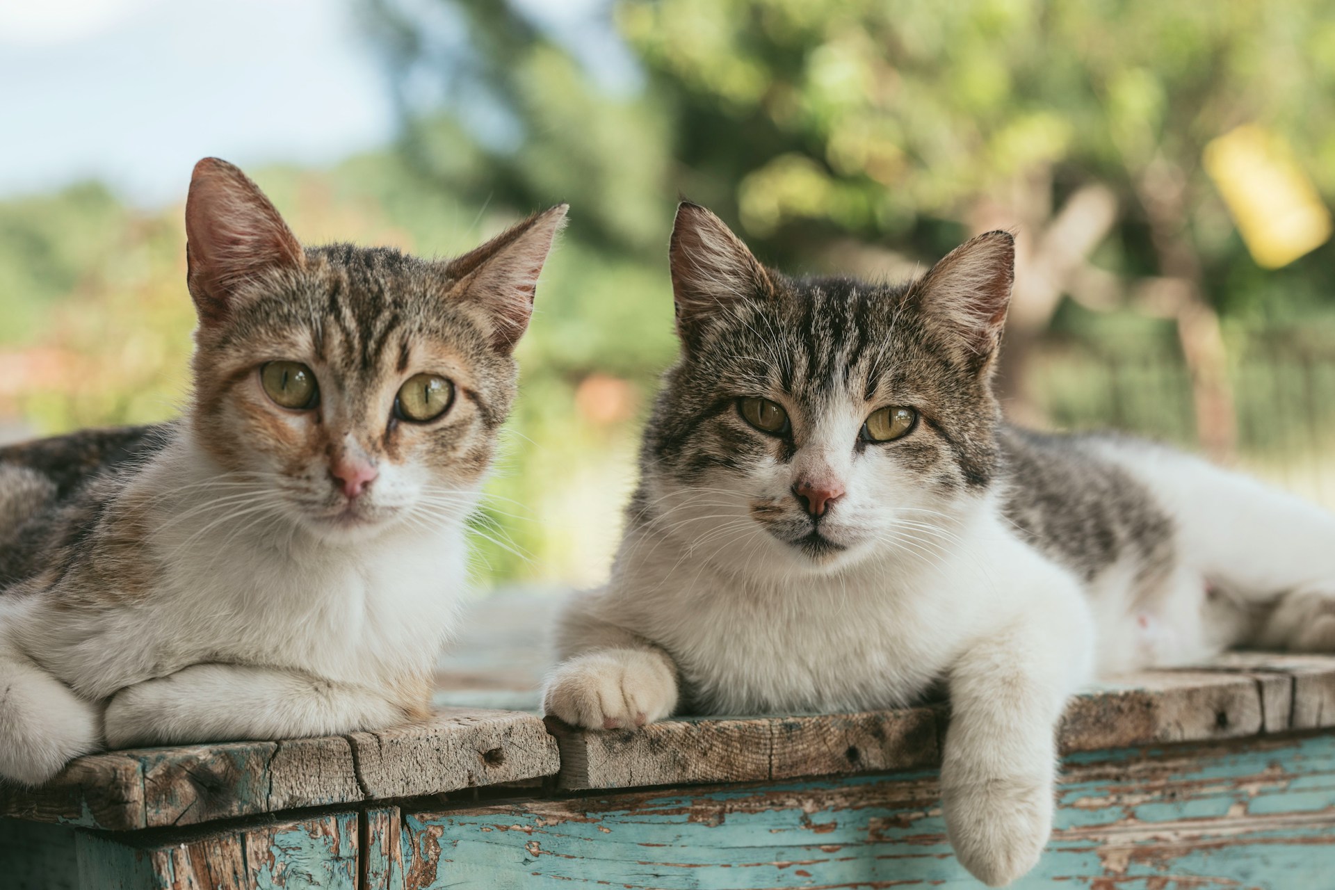 Alpes-Maritimes: 117 Katzen tot aufgefunden - Besitzer in Polizeigewahrsam genommen
