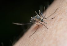 Chikungunya auf Mayotte: Immer mehr Ansteckungen – Behörden schlagen Alarm Mücke_Moskito