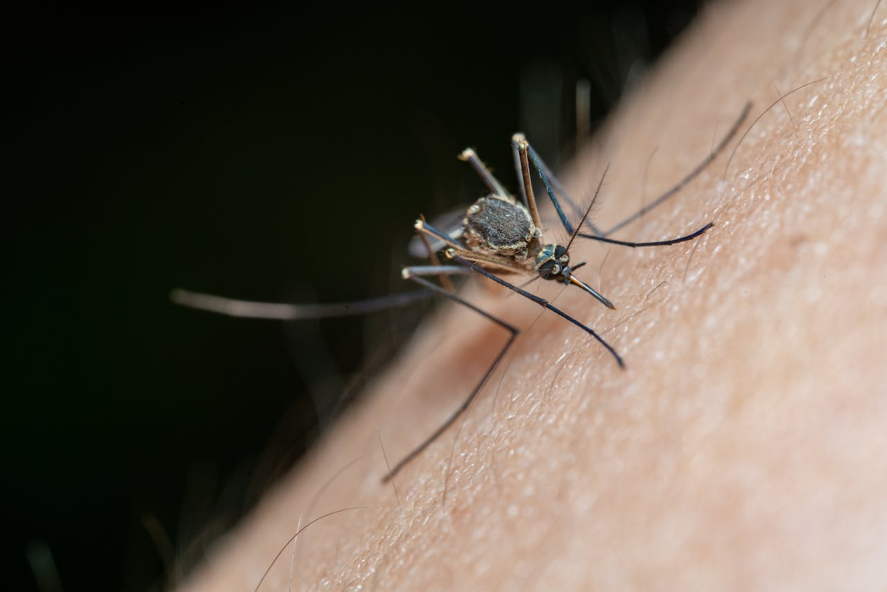 La Réunion im Griff des Virus: Chikungunya-Epidemie spitzt sich zu - französisches Militär im Einsatz