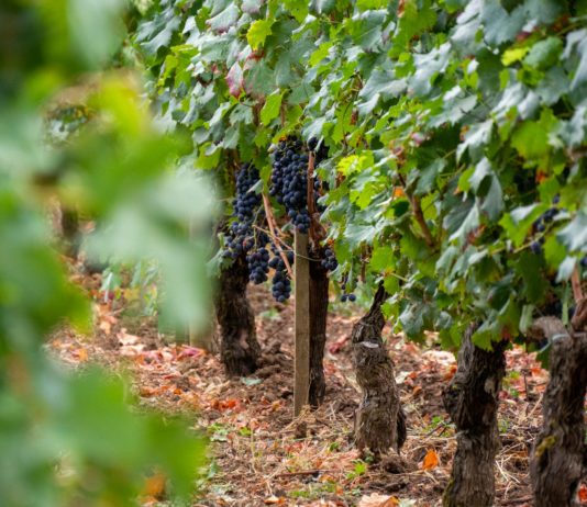 Gironde: 8.000 Hektar Weinberge sollen wegen Überproduktion von Rotwein gerodet werden Bordeau_Rotwein_Trauben