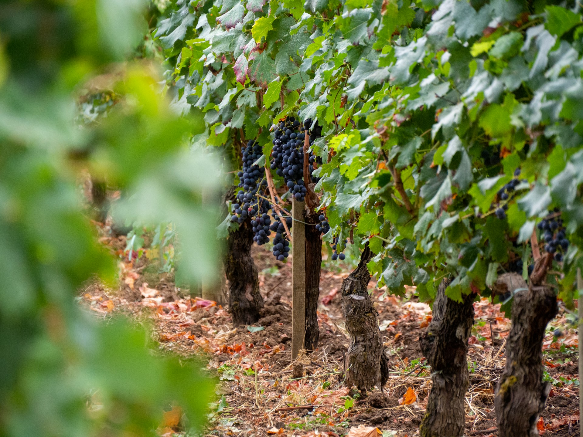 Gironde: 8.000 Hektar Weinberge sollen wegen Überproduktion von Rotwein gerodet werden