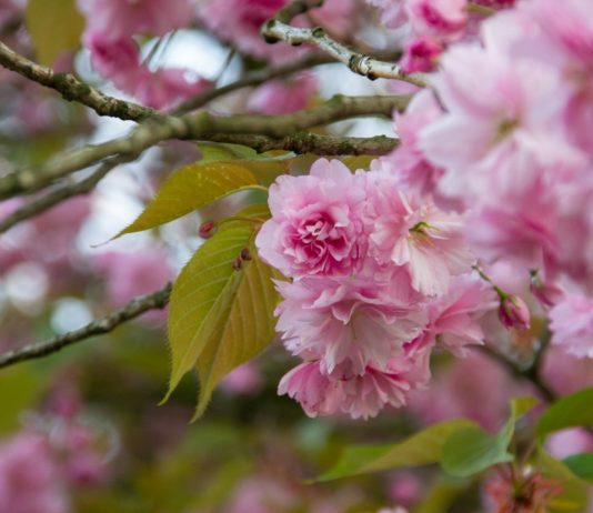 Pyrénées-Orientales: Hitzerekord in der Gemeinde Ceret mit 27.5 Grad mitten im Winter Kirschblueten