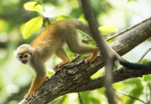 Var: Eine Person nach Diebstahl von 14 Affen aus einem Zoo verhaftet – erst drei der Primaten wiedergefunden Eichhoernchen_Affe