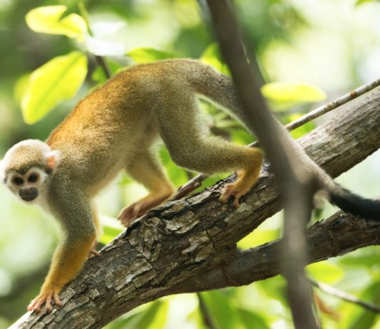 Var: Eine Person nach Diebstahl von 14 Affen aus einem Zoo verhaftet – erst drei der Primaten wiedergefunden Eichhoernchen_Affe