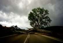 Mini-Tornado über Miramas: Als der Sturm mitten in der Nacht zuschlug Sturm_Baum