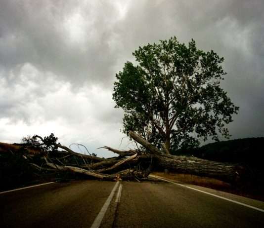 Mini-Tornado über Miramas: Als der Sturm mitten in der Nacht zuschlug Sturm_Baum