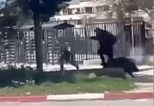 Wildschwein verursacht Aufregung in einer Marseiller Schule Wildschwein_Schule_Marseille